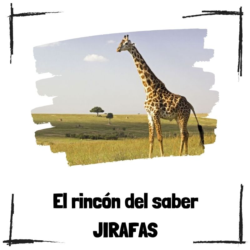 Lee más sobre el artículo 10 cosas que quizás no sabías sobre las jirafas