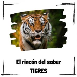 10 cosas que quizás no sabías sobre los tigres