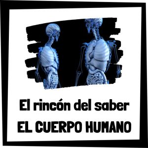 El Cuerpo Humano – El Rincón Del Saber