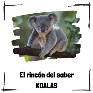 Koalas - El rincón del saber