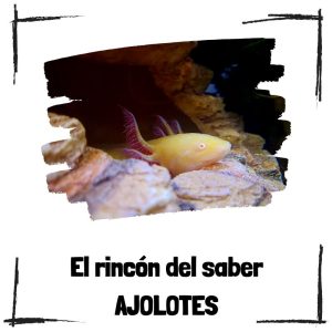 Ajolotes – El Rincón Del Saber