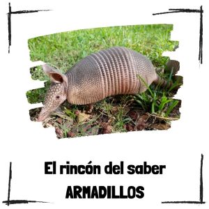 Armadillos – El Rincón Del Saber