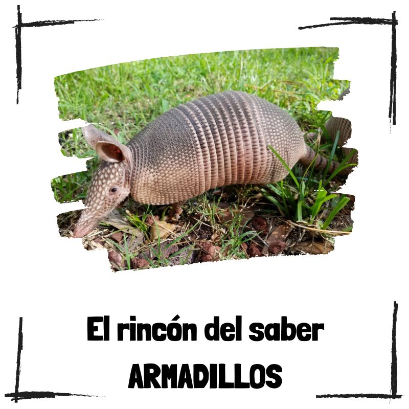 Lee más sobre el artículo 5 curiosidades sobre los armadillos