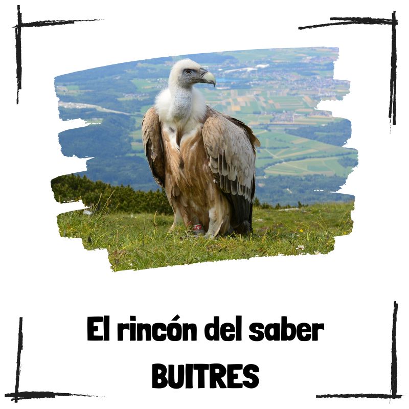 Lee más sobre el artículo 5 curiosidades sobre los buitres