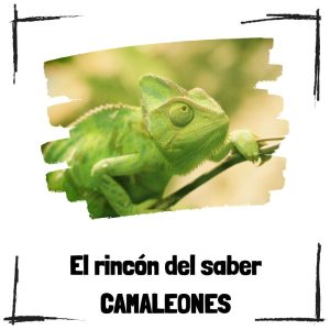 Camaleones – El Rincón Del Saber