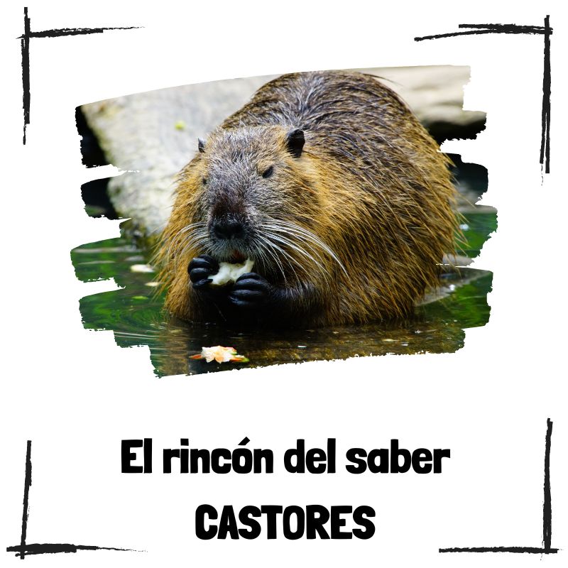 Lee más sobre el artículo 6 curiosidades de los castores
