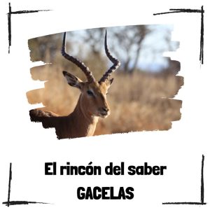 Gacelas - El rincón del saber
