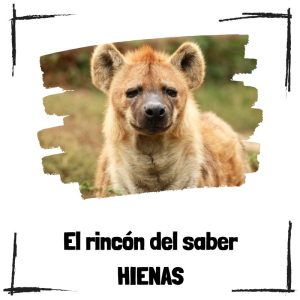 Hienas - El rincón del saber