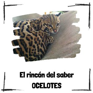 Ocelotes - El rincón del saber