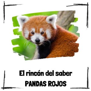 Pandas Rojos – El Rincón Del Saber