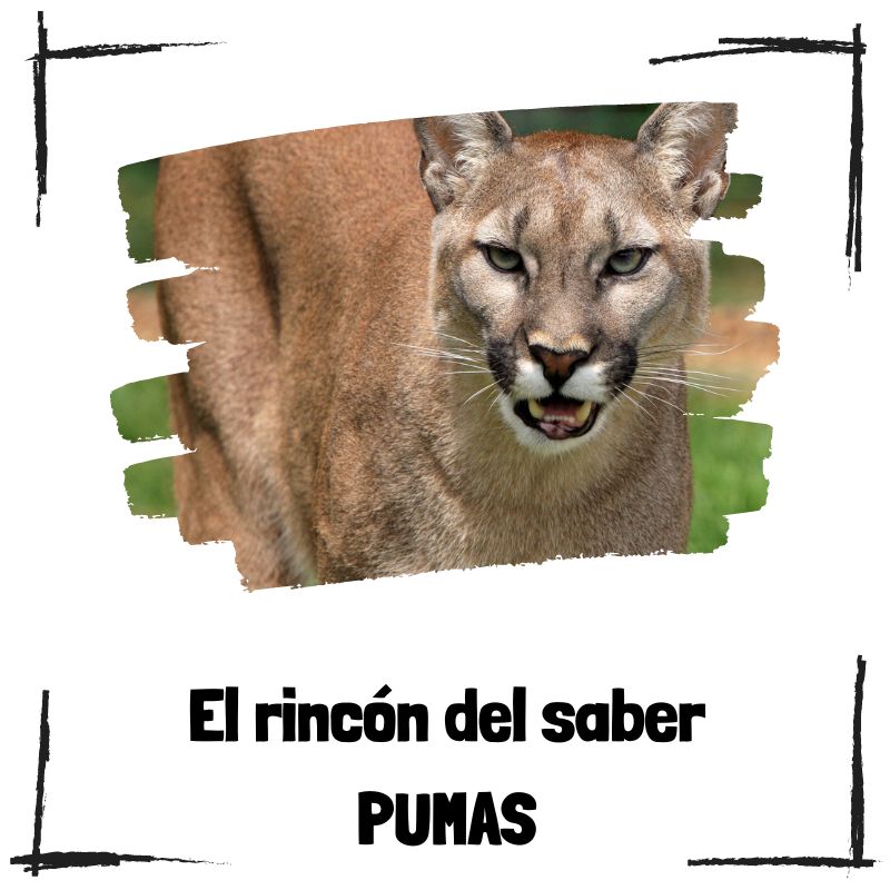 Lee más sobre el artículo 5 curiosidades sobre los pumas