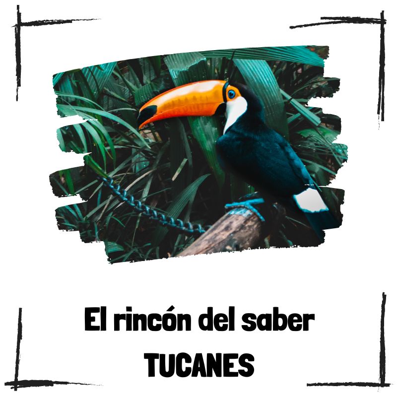 Lee más sobre el artículo 7 curiosidades sobre los tucanes