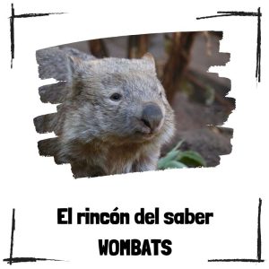 Wombats – El Rincón Del Saber