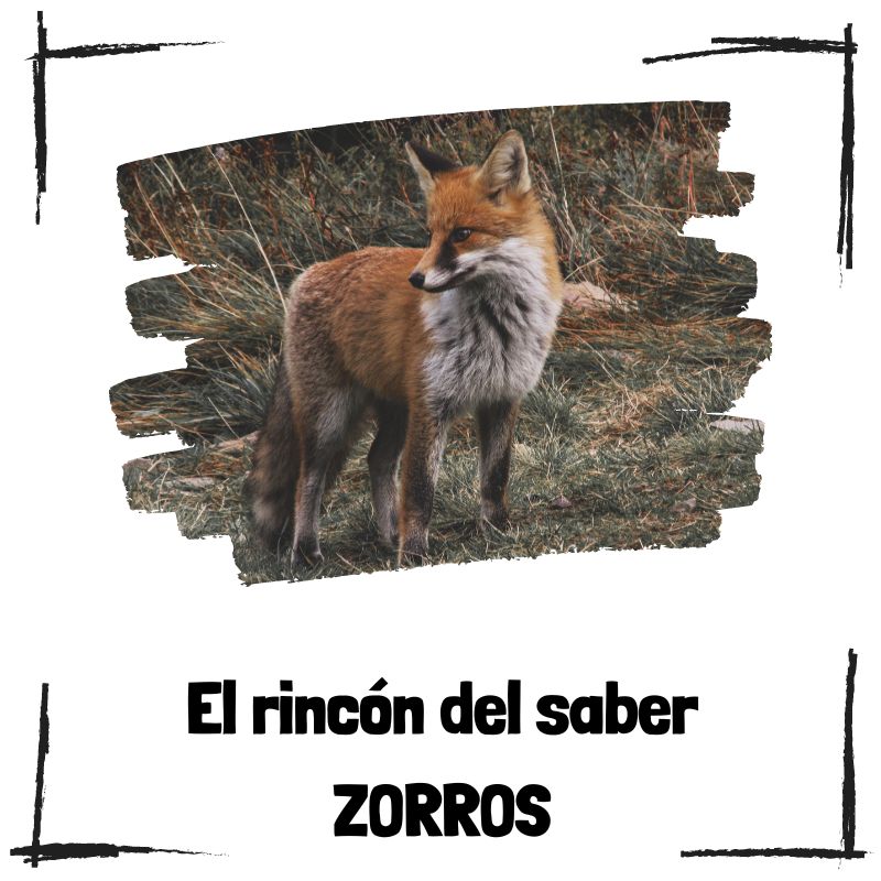 Lee más sobre el artículo 5 curiosidades sobre los zorros