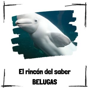 10 curiosidades sobre las belugas Belugas - El rincón del saber