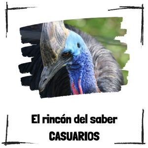 7 curiosidades sobre los casuarios Casuarios - El rincón del saber