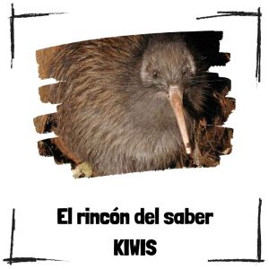 Kiwis - El rincón del saber