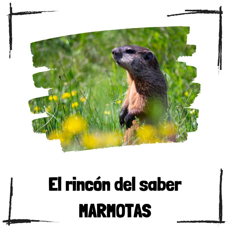 Lee más sobre el artículo 8 curiosidades sobre las marmotas