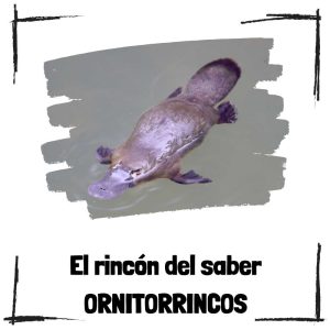9 curiosidades sobre los ornitorrincos Ornitorrincos - El rincón del saber