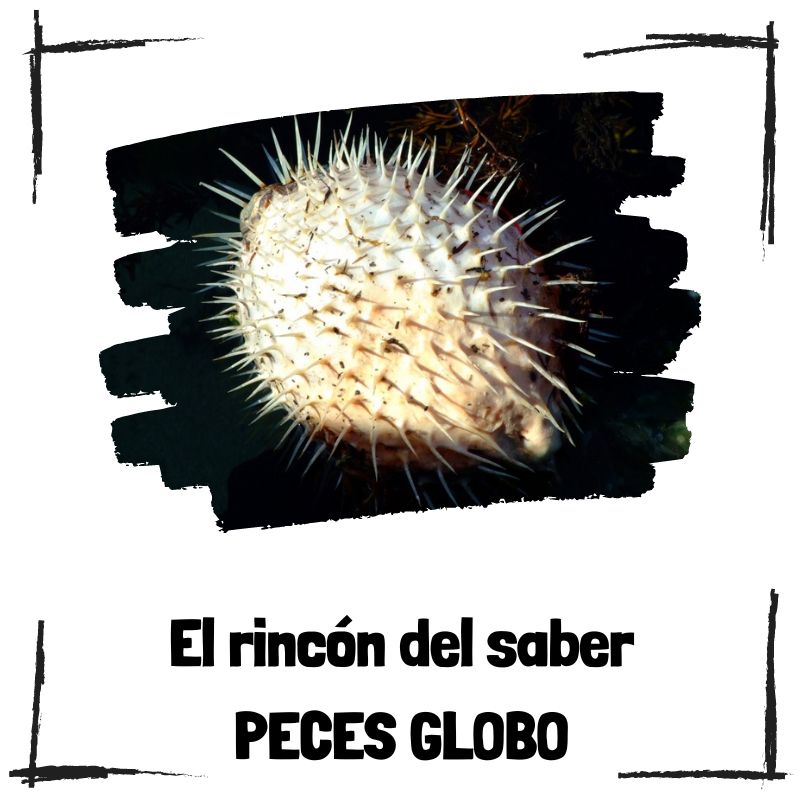 Lee más sobre el artículo 10 curiosidades sobre los peces globo