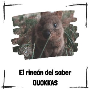 7 curiosidades sobre los quokkas Quokkas - El rincón del saber