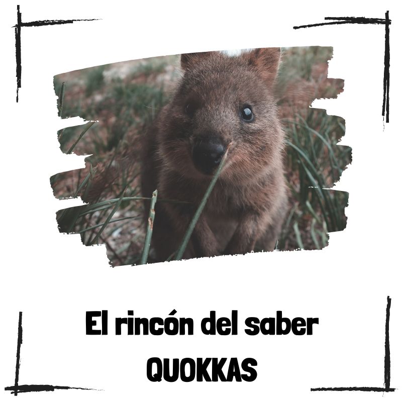 Lee más sobre el artículo 7 curiosidades sobre los quokkas