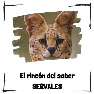 7 curiosidades sobre los servales Servales – El Rincón Del Saber