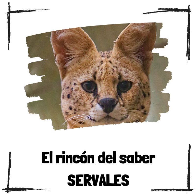 Lee más sobre el artículo 7 curiosidades sobre los servales