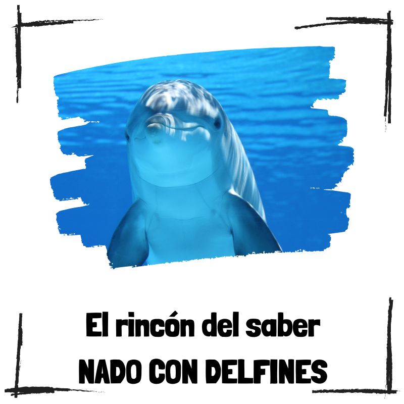 Lee más sobre el artículo Nado con delfines en Tulum