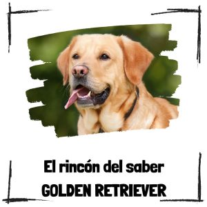 Golden Retriever – El Rincón Del Saber