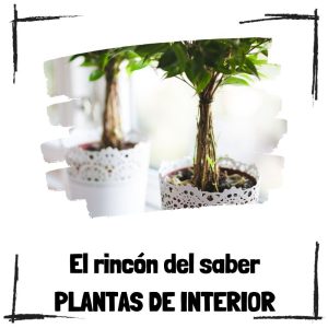 El poder de la decoración vegetal en interiores El Poder De La Decoración Vegetal En Interiores – El Rincón Del Saber