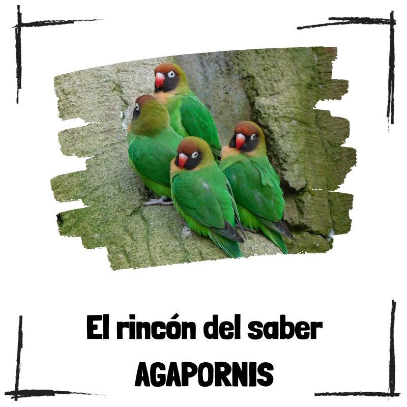 Lee más sobre el artículo 6 curiosidades sobre los agapornis