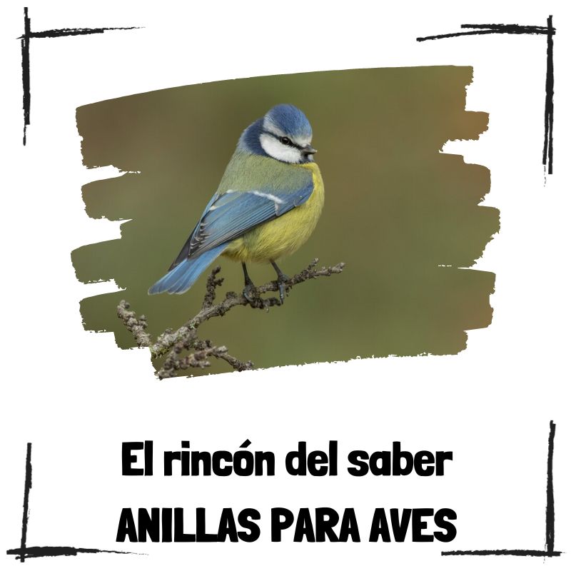 Lee más sobre el artículo El arte de la anillación – El mundo de las anillas para aves