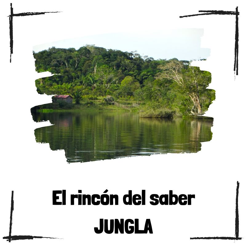 Lee más sobre el artículo 10 curiosidades sobre la jungla