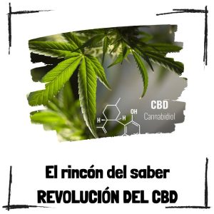 La Revolución Del Cbd Y Cómo Está Transformando El Bienestar General