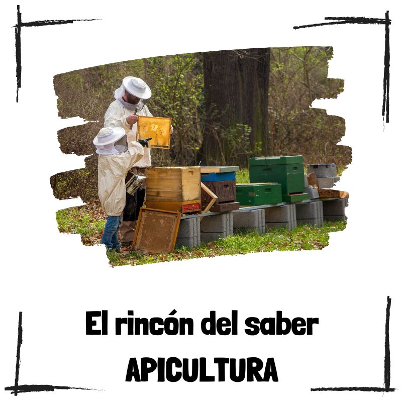 Lee más sobre el artículo ¿Qué es la apicultura y por qué es esencial para el medioambiente?